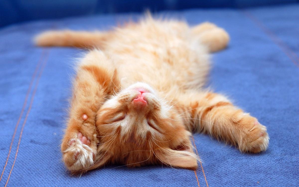 搞怪的小猫图片