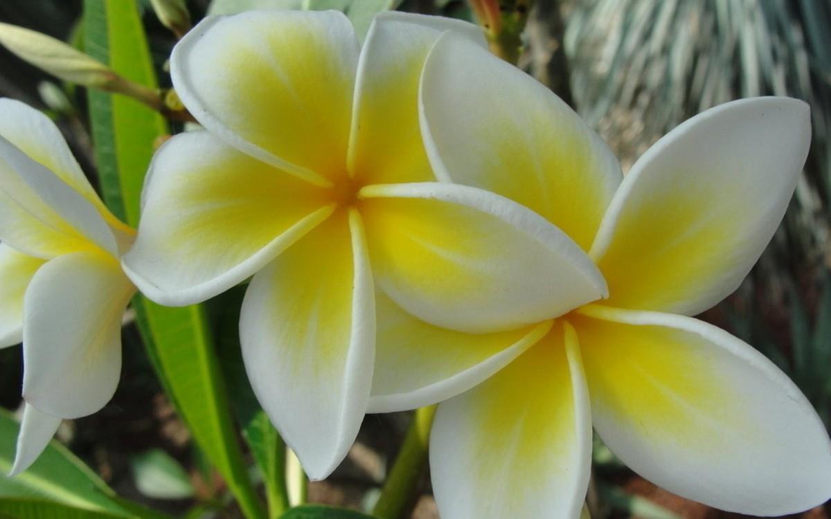 美丽的鸡蛋花高清宽屏图片