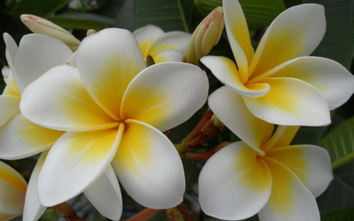 美丽的鸡蛋花高清宽屏图片