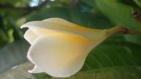 美丽的鸡蛋花高清宽屏图片