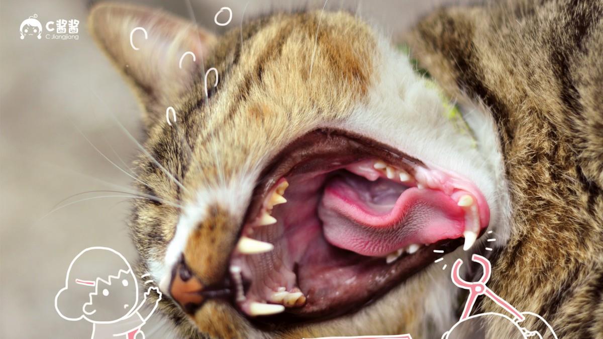 恶搞喵星人(猫咪)图片