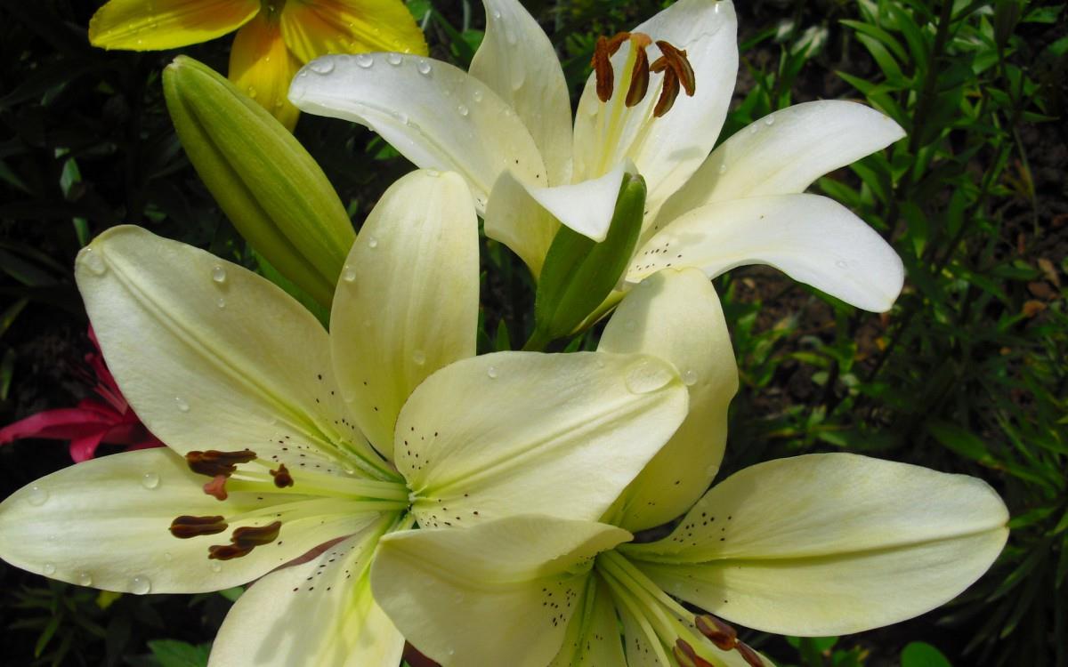 百合花(百年好合)花语图片