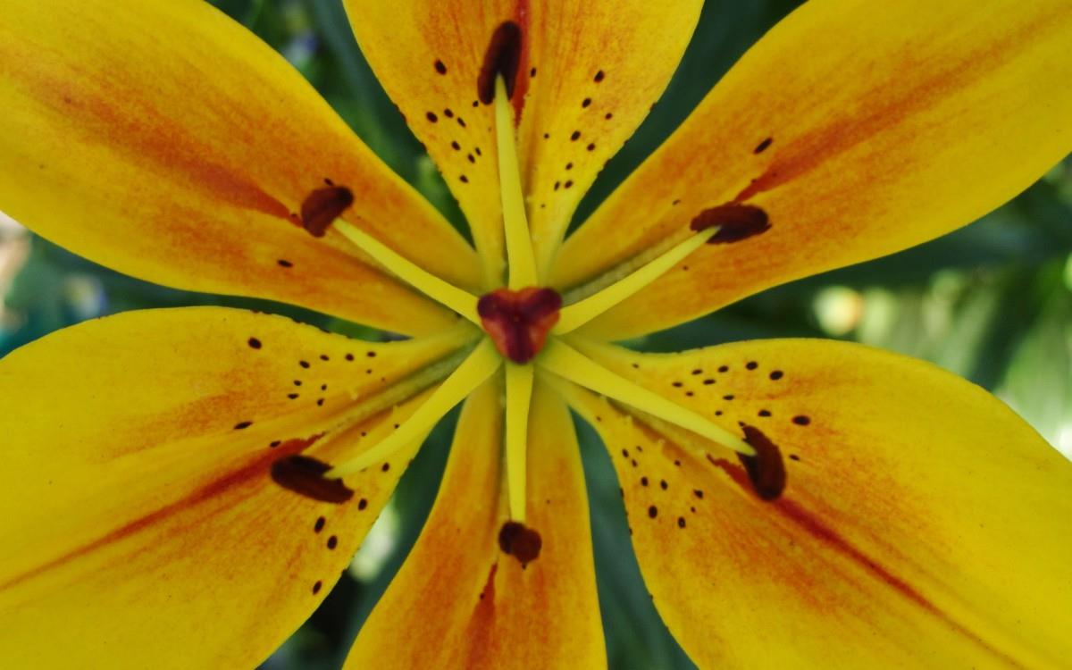 百合花(百年好合)花语图片