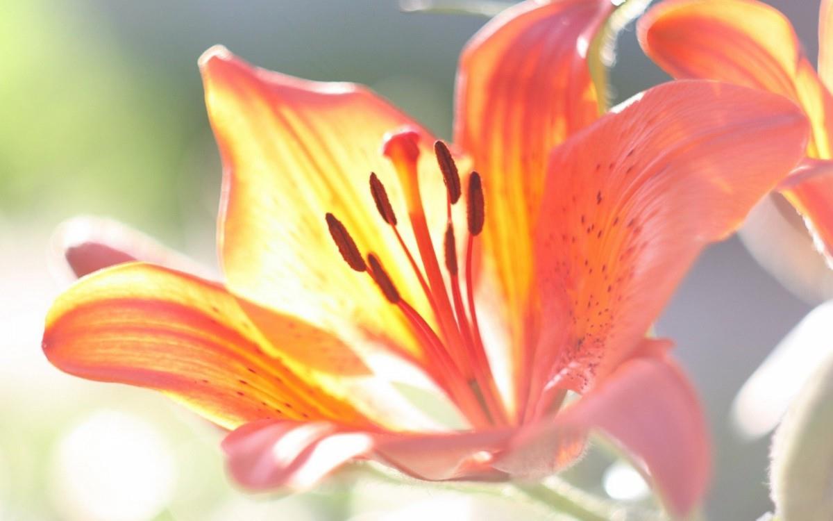 百合花(百年好合)花语图片