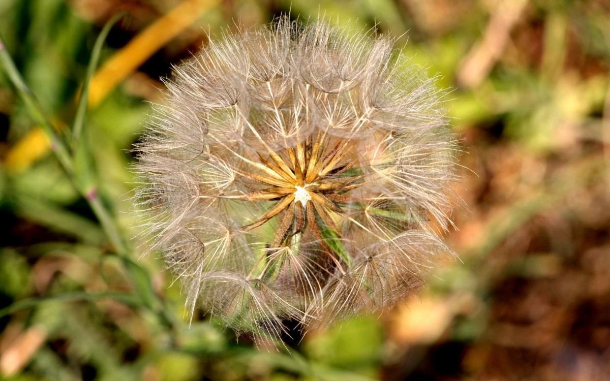 菊科植物蒲公英图片