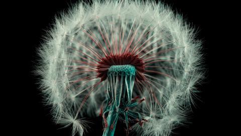 菊科植物蒲公英图片