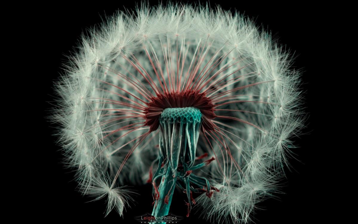 菊科植物蒲公英图片