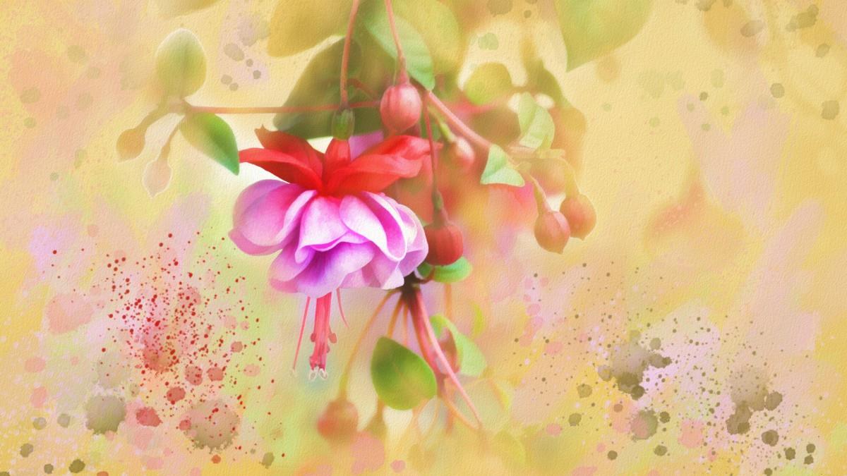 手绘花卉水彩画图片