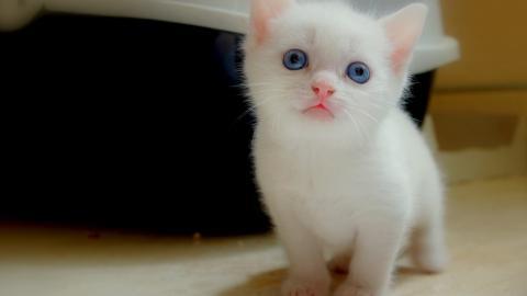 可爱的猫咪电脑图片