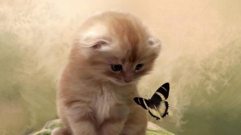 可爱的猫咪电脑图片