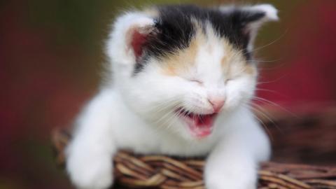 可爱的猫咪电脑图片