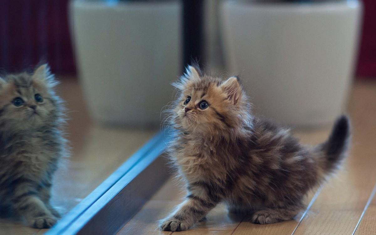 可爱的猫咪电脑图片