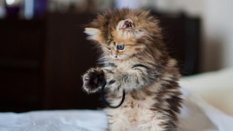 可爱的猫咪电脑图片