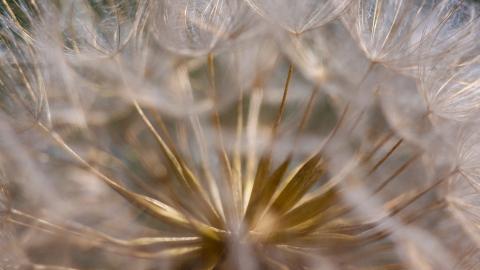 菊科植物蒲公英图片