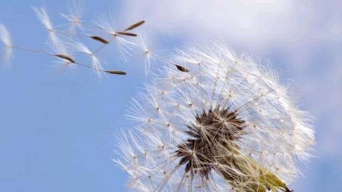 菊科植物蒲公英图片