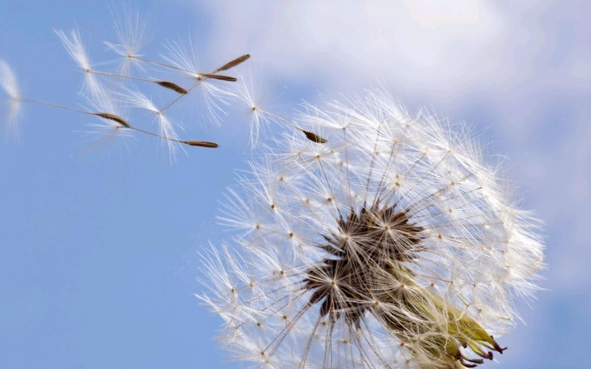 菊科植物蒲公英图片