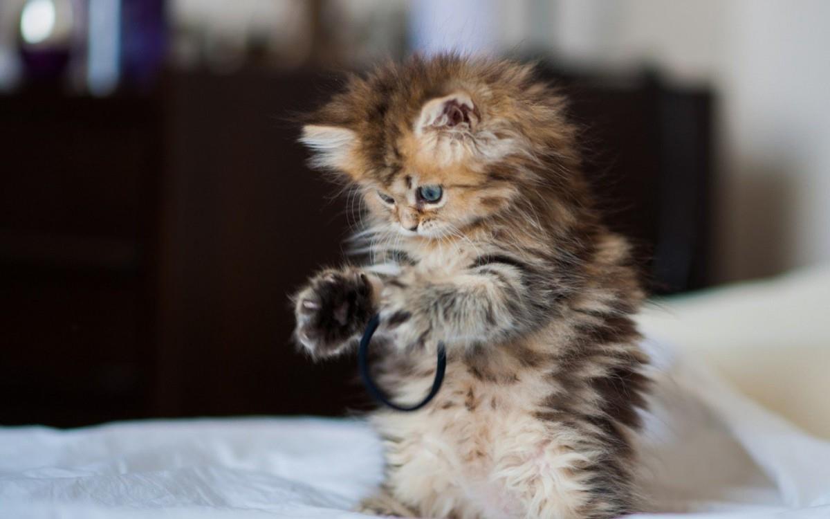 可爱的猫咪电脑图片