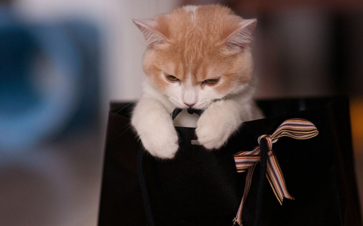 可爱的猫咪电脑图片