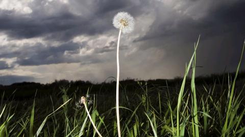 菊科植物蒲公英图片