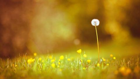 菊科植物蒲公英图片