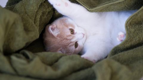 可爱的猫咪电脑图片