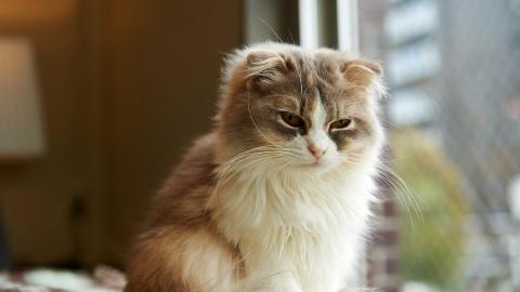 可爱的猫咪电脑图片