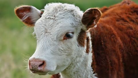 温顺的奶牛图片大全