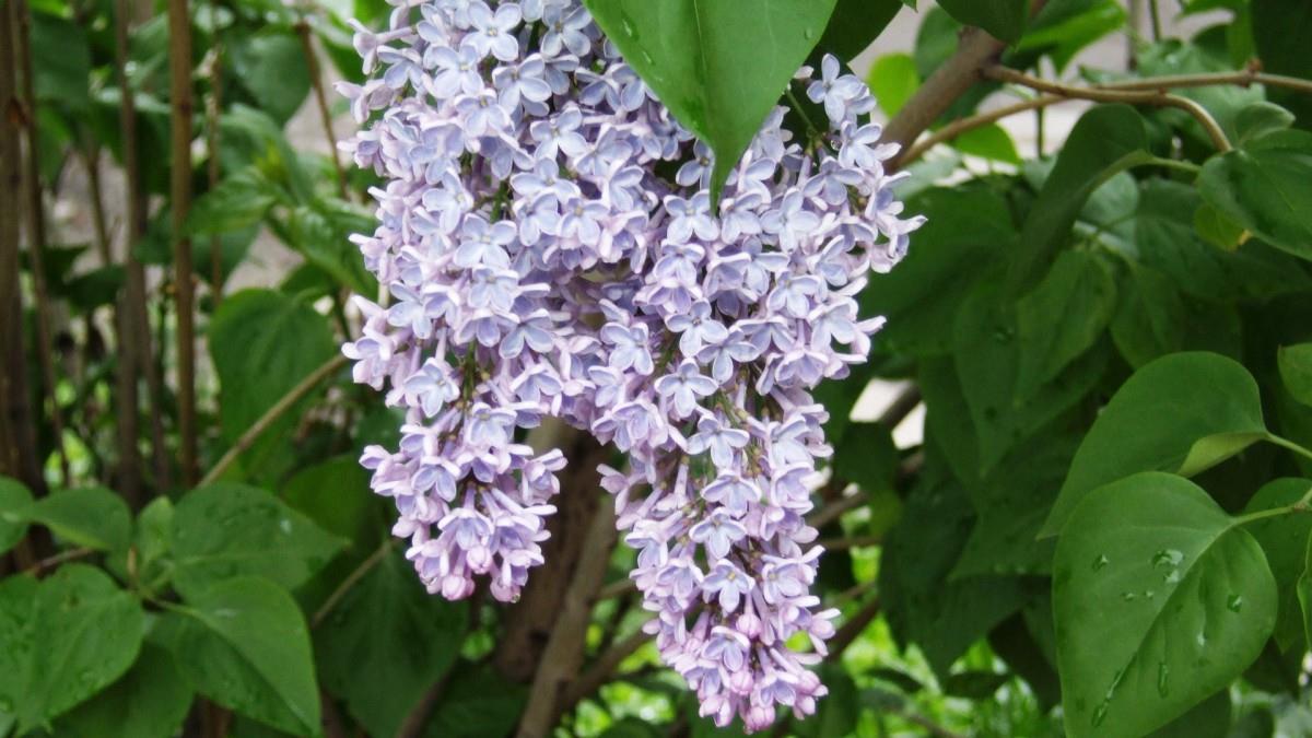 清雅的丁香花图片