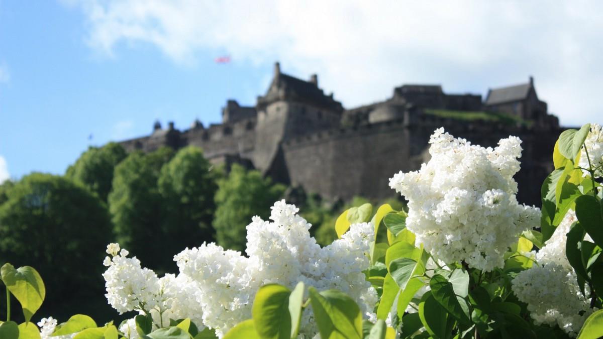 清雅的丁香花图片