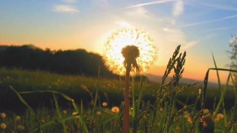 菊科植物蒲公英图片