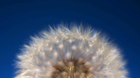 菊科植物蒲公英图片