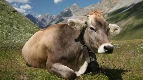 温顺的奶牛图片大全