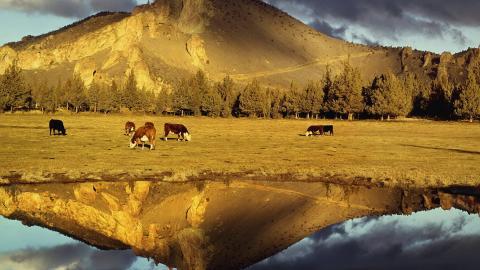 温顺的奶牛图片大全