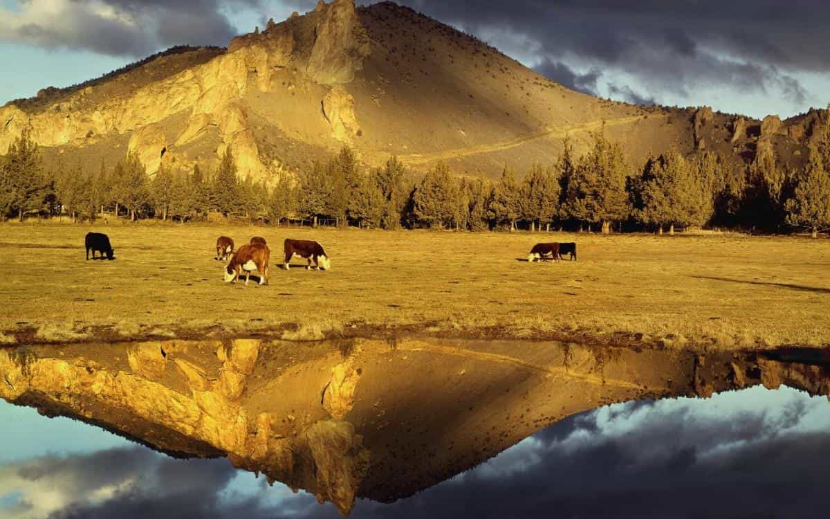 温顺的奶牛图片大全