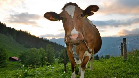 温顺的奶牛图片大全