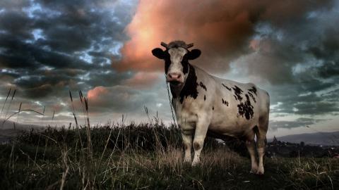 温顺的奶牛图片大全