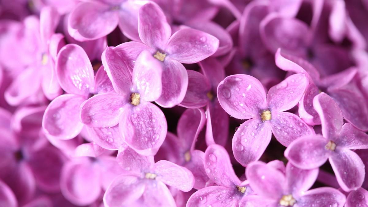 清雅的丁香花图片