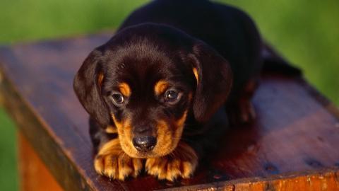 小猎犬腊肠犬图片