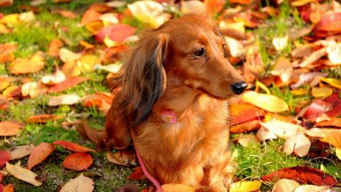 小猎犬腊肠犬图片