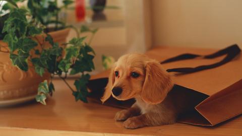 小猎犬腊肠犬图片