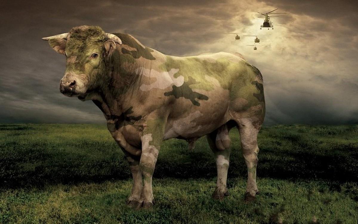 温顺的奶牛图片大全