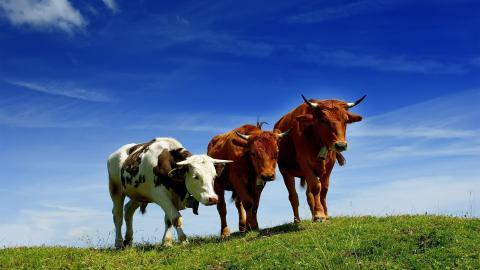 温顺的奶牛图片大全