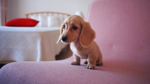 小猎犬腊肠犬图片