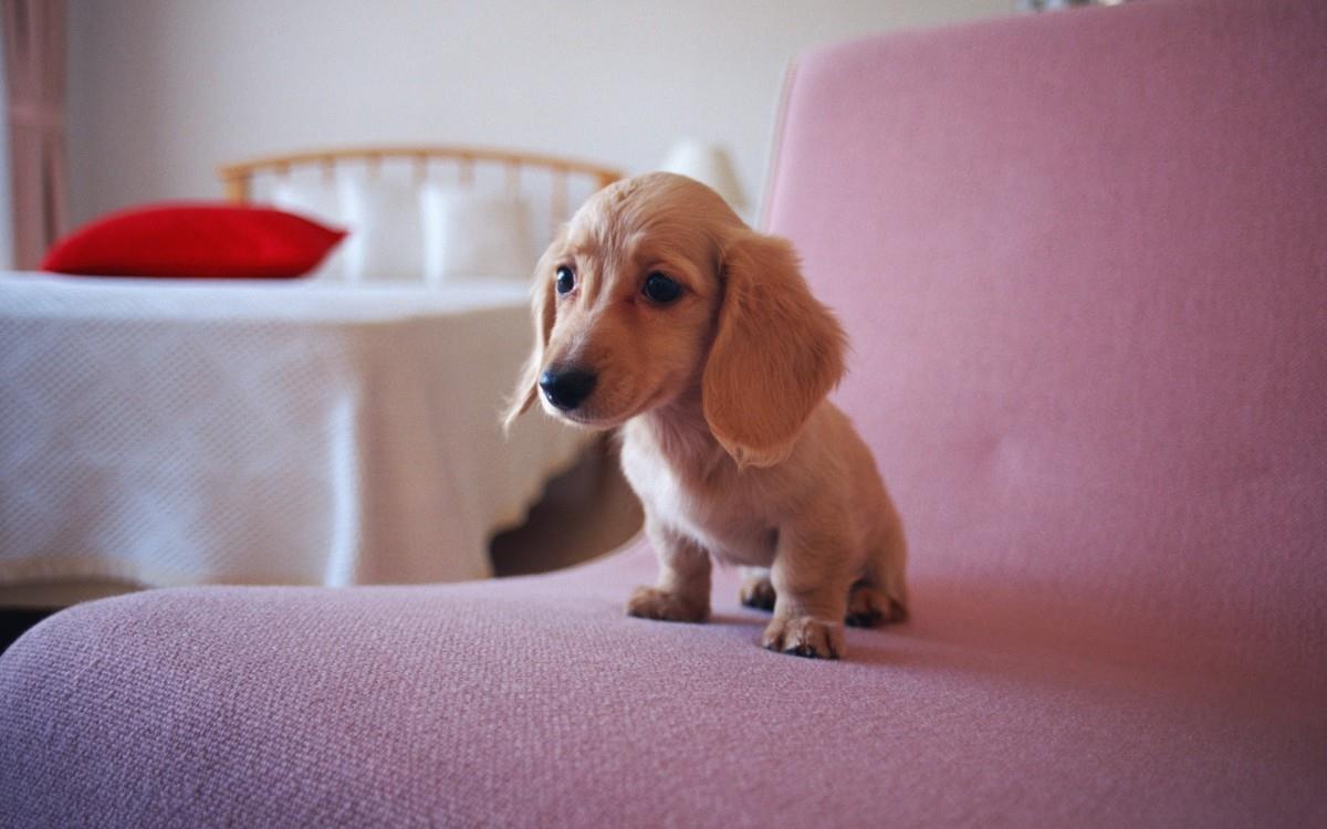 小猎犬腊肠犬图片