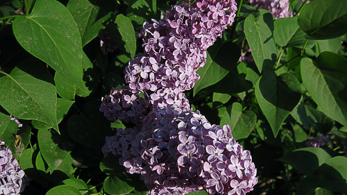 清雅的丁香花图片