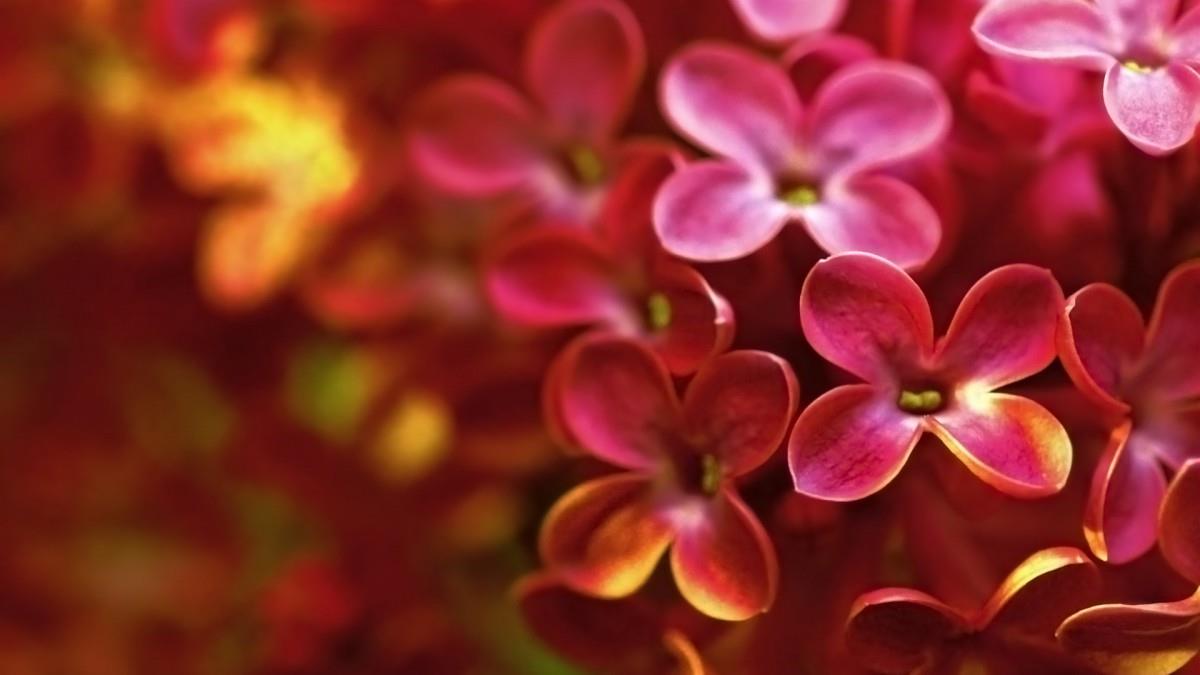 清雅的丁香花图片