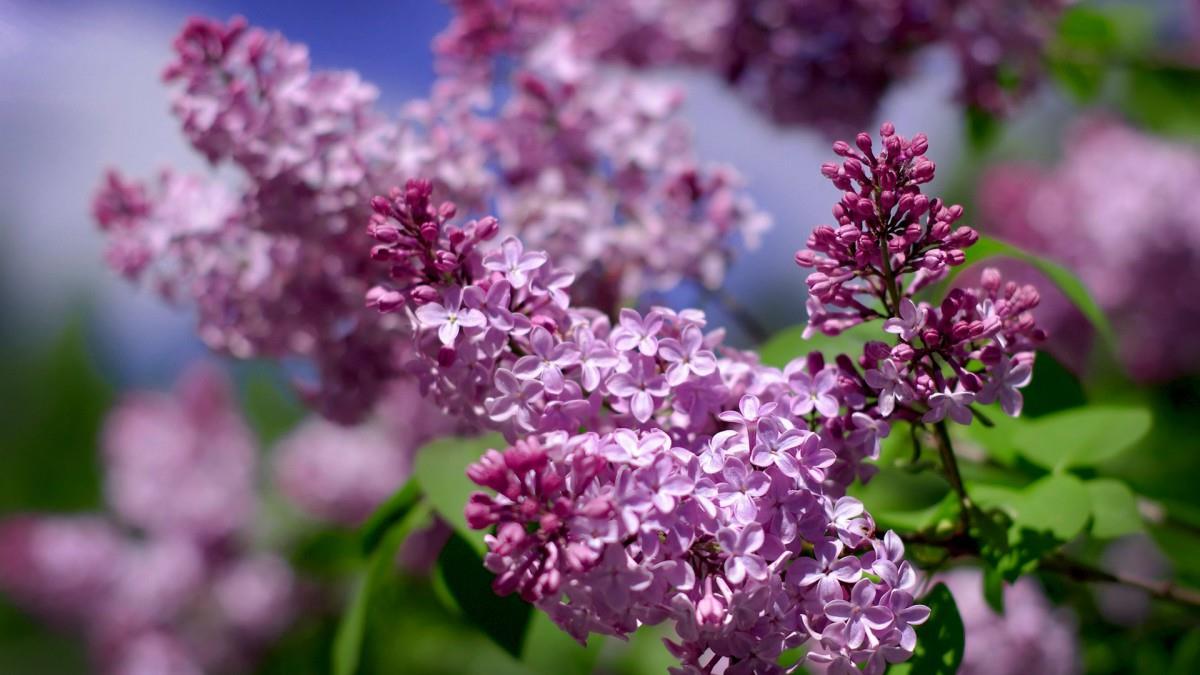 清雅的丁香花图片