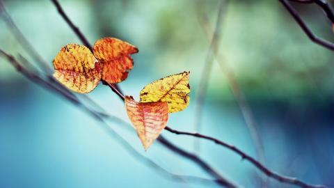 秋天的树木落叶景色图片