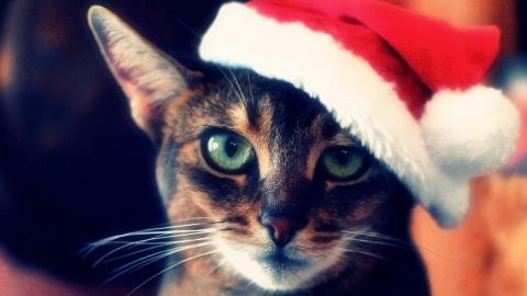 圣诞节猫咪图片