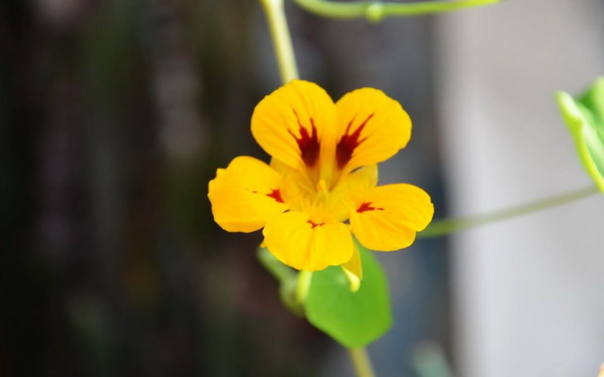 旱金莲花卉图片